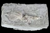 Two Crinoid Fossils (Dichocrinus) - Gilmore City, Iowa #88846-2